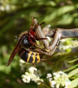 Mantide combatte con un calabrone, un combattimento simile a quello che ispirò a Wang Lang la  creazione del Tanglang Quan