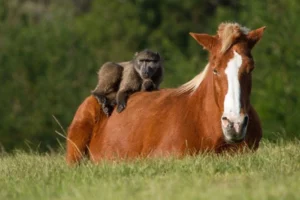 Una scimmia a cavallo di un cavallo. Immagine per l'articolo: Perché nelle arti marziali è importante il combattimento? La scimmia simboleggia Xin e il cavallo Yi