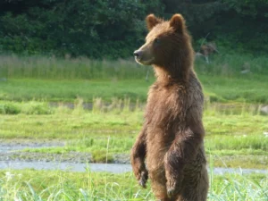 Immagine per l'articolo i tre errori del principiante raffigurante un orso in piedi