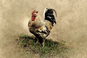 Immagine raffigurante un gallo