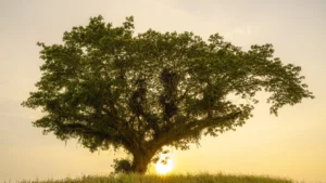 Immagine rappresentativa dell'elemento (mutamento) Legno, per l'articolo sui cinque elementi